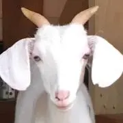 oriｍitsuの画像