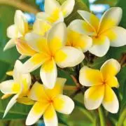 flower☆プロフ読んでねの画像