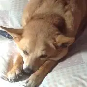 こてぽん
