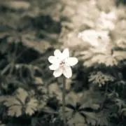 Lilyの画像