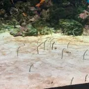 チンアナゴ