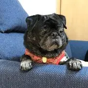 ラクの画像