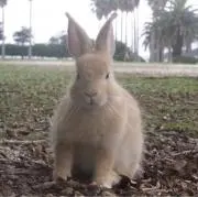 ちゅらうさ