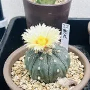 けいの画像
