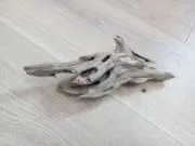 マイケロ　アンジェロ　スガワラの画像