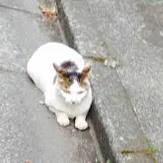 さらりー