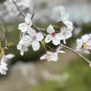 Spoonの画像