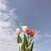 Y。の画像