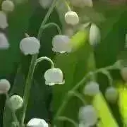 メルの画像