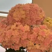 Image of たぬき