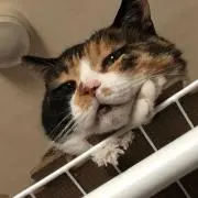 しゃこの画像
