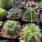 多肉植物の画像
