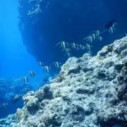 YUK.Nの画像