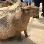 ちゃんりなの画像