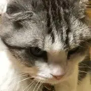 ミキ