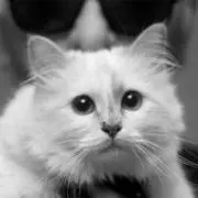 ねこうどんの画像