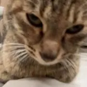 こたさん