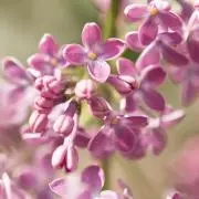 マノイカ