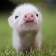 うずらまるの画像