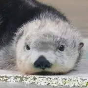 ミーノの画像