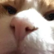 マル