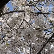 ばかちんの画像
