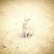 Nの画像