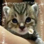復活のうな