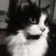 明晰夢。の画像