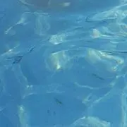 ぷぷの画像