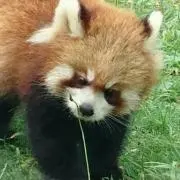 ななすけ