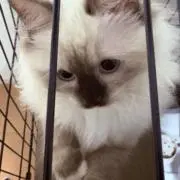 歯