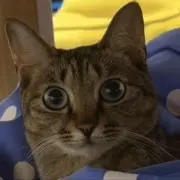 ニャウシカの画像