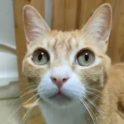オッケー
