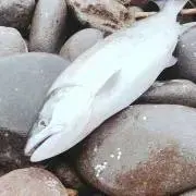 N.S fishing