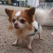 Ryo