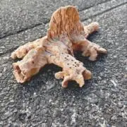 tamtamの画像