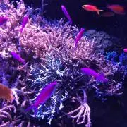 S△の画像