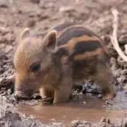 ぴょんた