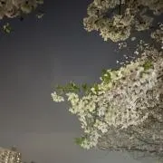 あんにんの画像
