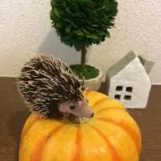 断捨離アンの画像