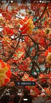花っこの画像