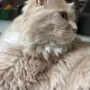 にゃんじぃの画像