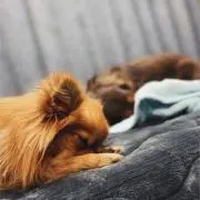 胡蝶