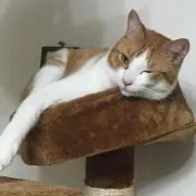 みかん