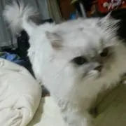 偶然と猫と存在