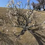 楽の画像