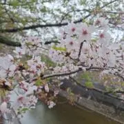 桜子の画像