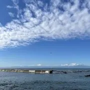 ごんごんの画像