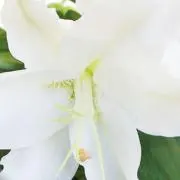 Lilly
